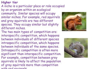 Higher tier
A niche is a particular place or role occupied
by an organism within an ecological
community. Similar species will occupy
similar niches. For example, red squirrels
and grey squirrels are two different
species. They occupy similar but slightly
different niches.
The two main types of competition are:
interspecific competition, which happens
between individuals of different species
intraspecific competition, which happens
between individuals of the same species.
Intraspecific competition is often more
significant than interspecific competition.
For example, competition between grey
squirrels is likely to affect the population
of grey squirrels more than competition
 