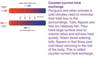 Counter-current heat
exchange
Penguins and other animals in
cold climates need to minimise
their heat loss to the
surroundings. Tails, flippers and
feet are relatively flat. They
have large surface area to
volume ratios and will lose heat
quickly. Warm blood entering
tails, flippers or feet flows past
cold blood returning to the rest
of the body. This is called
counter-current heat exchange.
 