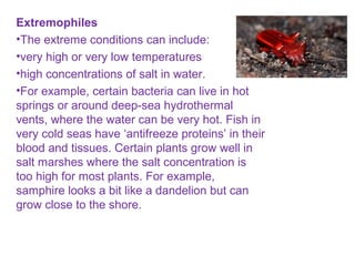 Extremophiles
•The extreme conditions can include:
•very high or very low temperatures
•high concentrations of salt in water.
•For example, certain bacteria can live in hot
springs or around deep-sea hydrothermal
vents, where the water can be very hot. Fish in
very cold seas have ‘antifreeze proteins’ in their
blood and tissues. Certain plants grow well in
salt marshes where the salt concentration is
too high for most plants. For example,
samphire looks a bit like a dandelion but can
grow close to the shore.
 