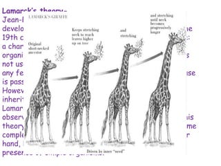 Lamarck’s theory-
Jean-Baptiste Lamarck was a French scientist who
developed an alternative theory at the beginning of the
19th century. His theory involved two ideas, which are:
a characteristic that is used more and more by an
organism becomes bigger and stronger, and one that is
not used eventually disappears
any feature of an organism that is improved through use
is passed to its offspring.
However, we now know that in most cases this type of
inheritance cannot happen.
Lamarck's theory cannot account for all the
observations made about life on Earth. For instance, his
theory implies that all organisms would gradually become
complex, and simple organisms disappear. On the other
hand, Darwin's theory can account for the continued
presence of simple organisms.
 