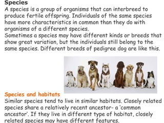 Species
A species is a group of organisms that can interbreed to
produce fertile offspring. Individuals of the same species
have more characteristics in common than they do with
organisms of a different species.
Sometimes a species may have different kinds or breeds that
show great variation, but the individuals still belong to the
same species. Different breeds of pedigree dog are like this.
                                                                                                 
                                  
Species and habitats
Similar species tend to live in similar habitats. Closely related
species share a relatively recent ancestor- a ‘common
ancestor’. If they live in different type of habitat, closely
related species may have different features.
 