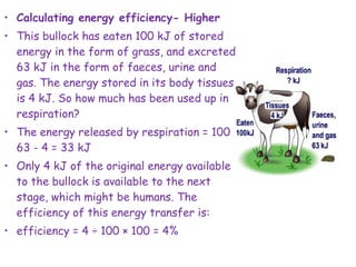 • Calculating energy efficiency- Higher
• This bullock has eaten 100 kJ of stored
energy in the form of grass, and excreted
63 kJ in the form of faeces, urine and
gas. The energy stored in its body tissues
is 4 kJ. So how much has been used up in
respiration?
• The energy released by respiration = 100 -
63 - 4 = 33 kJ
• Only 4 kJ of the original energy available
to the bullock is available to the next
stage, which might be humans. The
efficiency of this energy transfer is:
• efficiency = 4 ÷ 100 × 100 = 4%
 