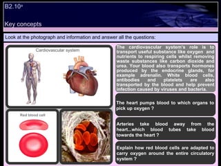 Look at the photograph and information and answer all the questions: The cardiovascular system’s role is to transport useful substance like oxygen  and nutrients to respiring cells whilst removing waste substances like carbon dioxide and urea. Your blood also transports hormones produced by the endocrine glands, for example adrenalin. White blood cells, antibodies and platelets are also transported by the blood and help prevent infection caused by viruses and bacteria. The heart pumps blood to which organs to pick up oxygen ? Arteries take blood away from the heart...which blood tubes take blood towards the heart ? Explain how red blood cells are adapted to carry oxygen around the entire circulatory system ? Red blood cell Cardiovascular system Key concepts B2.10 a   