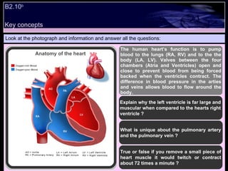 Key concepts B2.10 b   Look at the photograph and information and answer all the questions: The human heart’s function is to pump blood to the lungs (RA, RV) and to the the body (LA, LV). Valves between the four chambers (Atria and Ventricles) open and close to prevent blood from being forced backed when the ventricles contract. The difference in blood pressure in the arties and veins allows blood to flow around the body.  What is unique about the pulmonary artery and the pulmonary vein ? True or false if you remove a small piece of heart muscle it would twitch or contract about 72 times a minute ? Explain why the left ventricle is far large and muscular when compared to the hearts right ventricle ? Anatomy of the heart 