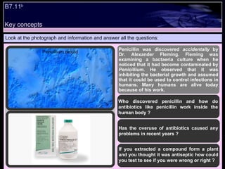 Key concepts Look at the photograph and information and answer all the questions: Penicillin was discovered  accidentally  by Dr. Alexander Fleming. Fleming was examining a bactaeria culture when he noticed that it had become contaminated by  Penicillium . He observed that it was inhibiting the bacterial growth and assumed that it could be used to control infections in humans. Many humans are alive today because of his work. Who discovered penicillin and how do antibiotics like penicillin work inside the human body ? Has the overuse of antibiotics caused any problems in recent years ? If you extracted a compound form a plant and you thought it was antiseptic how could you test to see if you were wrong or right ? B7.11 b   Pencillium mould 