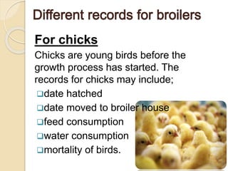 For chicks
Chicks are young birds before the
growth process has started. The
records for chicks may include;
date hatched
date moved to broiler house
feed consumption
water consumption
mortality of birds.
 