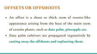 Offset In Plants PROPAGATION BY SPECIALIZED VEGETATIVE STRUCTURE.pptx