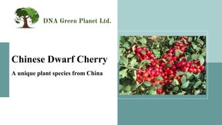 DNA Green Planet Ltd.
Chinese Dwarf Cherry
A unique plant species from China
 