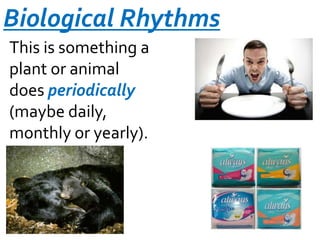 Biological Rhythms
This is something a
plant or animal
does periodically
(maybe daily,
monthly or yearly).

 