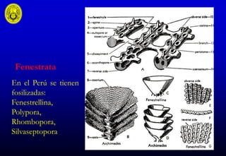 Polypora B3. phylum briozoos | PPT