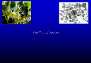 Phyllum Briozoos
 