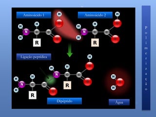 21


 Aminoácido 1                        Aminoácido 2


                                                                        P
                                                                        o
                                                                        l
                                                                        i
                                                                        m
                                                                        e
Ligação peptídica                                                       r
                                                                        i
                                                                        z
                                                                        a
                                                                        ç
                                                                        ã
                                                                        o


                    Dipéptido                       ÁguaCorreia 11/12
                                                    Nuno
 