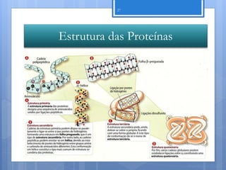 27




Estrutura das Proteínas




                          Nuno Correia 11/12
 