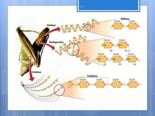 37




Polissacarídeos




                       Nuno Correia 11/12
 