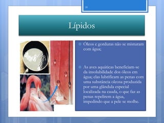 39




Lípidos
     Óleos e gorduras não se misturam
      com água;


     As aves aquáticas beneficiam-se
      da insolubilidade dos óleos em
      água; elas lubrificam as penas com
      uma substância oleosa produzida
      por uma glândula especial
      localizada na cauda, o que faz as
      penas repelirem a água,
      impedindo que a pele se molhe.


                                    Nuno Correia 11/12
 