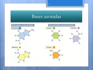 52




Bases azotadas




                 Nuno Correia 11/12
 