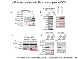 paper review of "modulation of microRNA processing by p53" | PPTX
