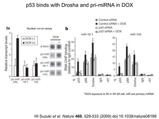 paper review of "modulation of microRNA processing by p53" | PPTX