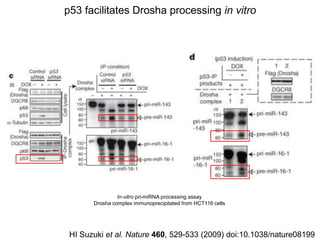 paper review of "modulation of microRNA processing by p53" | PPTX