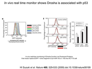 paper review of "modulation of microRNA processing by p53" | PPTX