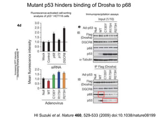 paper review of "modulation of microRNA processing by p53" | PPTX