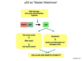 paper review of "modulation of microRNA processing by p53" | PPTX