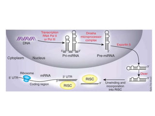 paper review of "modulation of microRNA processing by p53" | PPTX