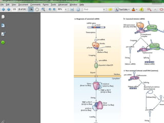 paper review of "modulation of microRNA processing by p53" | PPTX