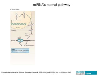 paper review of "modulation of microRNA processing by p53" | PPTX