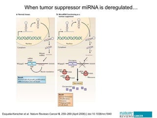 paper review of "modulation of microRNA processing by p53" | PPTX