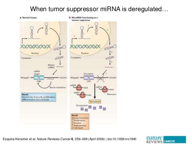 Mirna Review Nature Mirna Review Nature