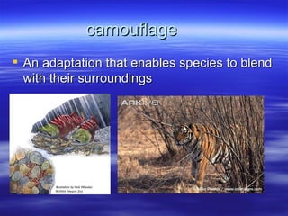 camouflage
 An adaptation that enables species to blend
  with their surroundings
 