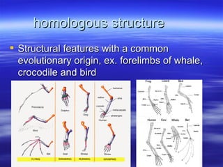 homologous structure
 Structural features with a common
  evolutionary origin, ex. forelimbs of whale,
  crocodile and bird
 