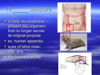 10 _____ structure

 A body structure in a
  present day organism
  that no longer serves
  its original purpose
 ex. human appendix
 eyes of blind mole-
  rats, and
 Hip bones in whale
 