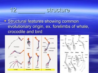12 ________ structure
 Structural features showing common
  evolutionary origin, ex. forelimbs of whale,
  crocodile and bird
 
