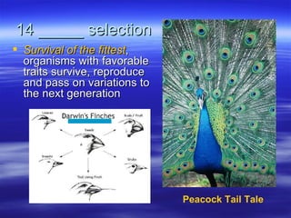 14 _____ selection
 Survival of the fittest,
  organisms with favorable
  traits survive, reproduce
  and pass on variations to
  the next generation




                              Peacock Tail Tale
 