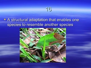 16
 A structural adaptation that enables one
  species to resemble another species
 
