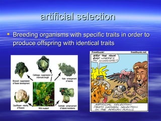 artificial selection
 Breeding organisms with specific traits in order to
  produce offspring with identical traits
 