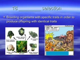 18 ________ selection
 Breeding organisms with specific traits in order to
  produce offspring with identical traits
 