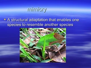 mimicry
 A structural adaptation that enables one
  species to resemble another species
 