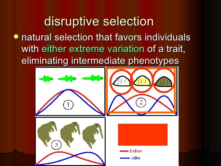 Natural Selection That Favors Intermediate Phenotypes Natural Selection That Favors Intermediate Phenotypes