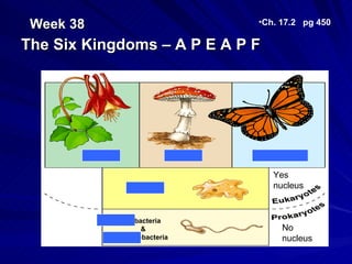 Week 38                     •Ch. 17.2 pg 450

The Six Kingdoms – A P E A P F




                                 Yes
                                 nucleus


              Eubacteria
                  &                No
            Archaebacteria         nucleus
 
