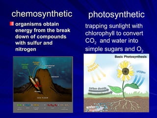 chemosynthetic           photosynthetic
organisms obtain        trapping sunlight with
energy from the break
                        chlorophyll to convert
down of compounds
with sulfur and         CO2 and water into
nitrogen                simple sugars and O2
 