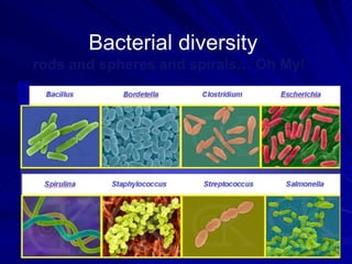 Bacterial diversity
rods and spheres and spirals… Oh My!
 