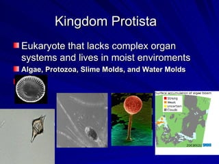 Kingdom Protista
Eukaryote that lacks complex organ
systems and lives in moist enviroments
Algae, Protozoa, Slime Molds, and Water Molds
 