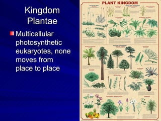 Kingdom
  Plantae
Multicellular
photosynthetic
eukaryotes, none
moves from
place to place
 