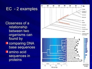 EC - 2 examples


Closeness of a
  relationship
  between two
  organisms can
  found by
  comparing DNA
  base sequences
  amino acid
  sequences in
  proteins
 