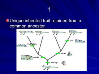 1
Unique inherited trait retained from a
common ancestor
 