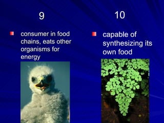 9                 10
consumer in food     capable of
chains, eats other   synthesizing its
organisms for        own food
energy
 