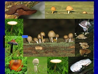 11
Kingdom of heterotrophs that do not move
from place to place, absorbs nutrients
from the organic materials in the
environment
 